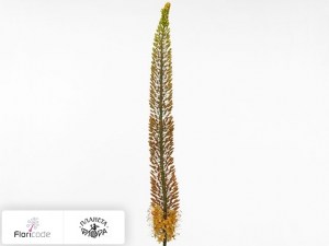 flori/eremurus-shelford-coral-beauty20380