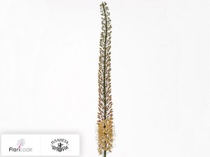 flori/eremurus-shelford-peach-arrow20379