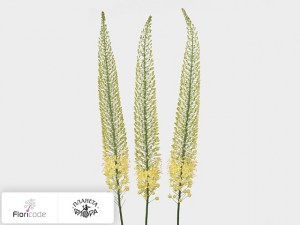 flori/eremurus-shelford-yellow-sun20354
