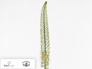 flori/eremurus-vanilla20350