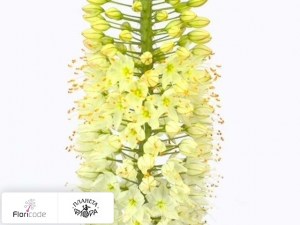 flori/eremurus-white-beauty-favourite20374