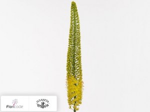 flori/eremurus-x-isabellinus-yellow-cleopatra20387