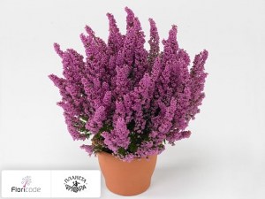 flori/erika-izyaschnaya-beauty-queen-letizia20400
