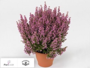 flori/erika-izyaschnaya-beauty-queen-sissi20401