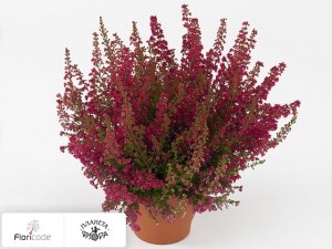 flori/erika-izyaschnaya-mr-robisan20390