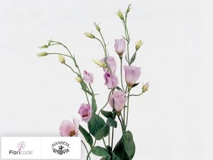 flori/eustoma-rassela-tornado-lavender20693