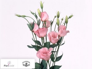 flori/eustoma-rassela-twinkle-rose20655