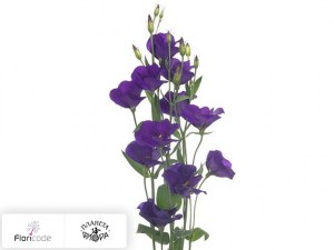 flori/eustoma-rassela-velvet-purple-summer20729