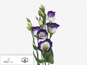 flori/eustoma-rassela-vulcan-blue-picotee20471