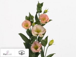 flori/eustoma-rassela-vulcan-champagne20525