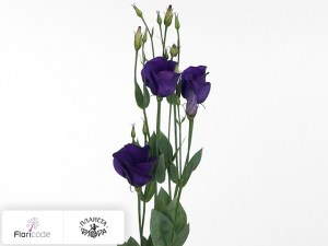 flori/eustoma-rassela-vulcan-deep-purple20588