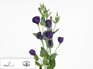 flori/eustoma-rassela-vulcan-deep-violet20570