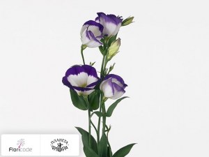 flori/eustoma-rassela-vulcan-purple-picotee20741