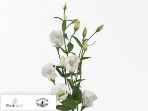 flori/eustoma-rassela-vulcan-white20736