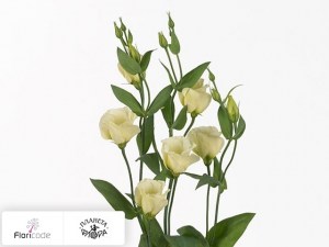 flori/eustoma-rassela-vulcan-yellow20735