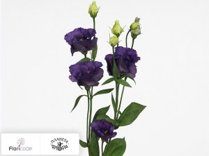 flori/eustoma-rassela-waltz-dark-purple20591