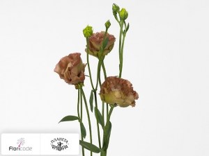 flori/eustoma-rassela-wonderous-double-brown20554
