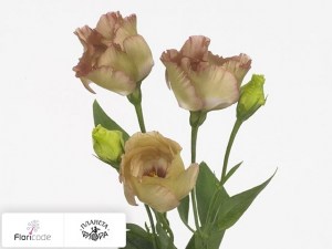 flori/eustoma-rassela-wonderous-light-brown20728
