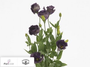 flori/eustoma-rassela-wonderous-purple20727