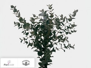 flori/evkalipt-pepelnyy-x20324