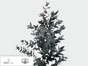 flori/evkalipt-pepelnyy-y20306