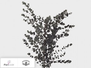 flori/evkalipt-per-bos-gunnii-jong20305