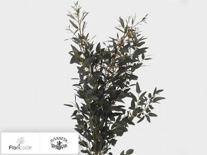 flori/evkalipt-per-bos-gunnii20314