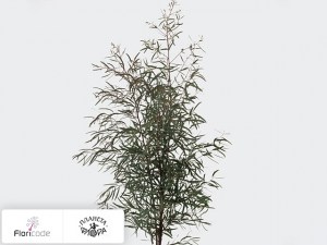 flori/evkalipt-per-bos-nicholii20313