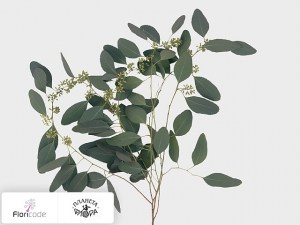 flori/evkalipt-per-bos-polyanthemos-fruit20304