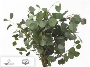 flori/evkalipt-per-bos-populifolia20320