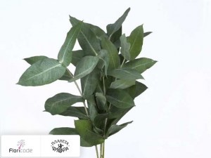 flori/evkalipt-per-bos-robusta20325