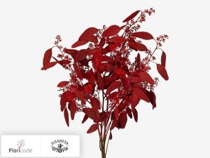 flori/evkalipt-polyanthemos-fruit-kleurbehandeld-per-bos-h20309