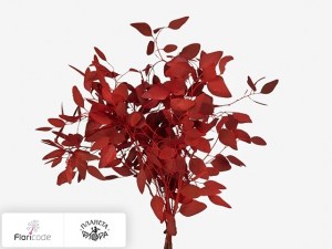 flori/evkalipt-polyanthemos-kleurbehandeld-per-bos-h20310