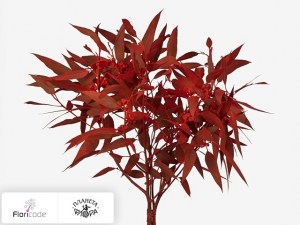 flori/evkalipt-robusta-fruit-kleurbehandeld-per-bos-h20308