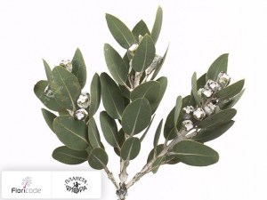 flori/evkalipt-tetragona20319