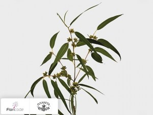 flori/evkalipt-x-met-bes20316