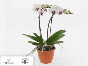 flori/falenopsis-topolino16545