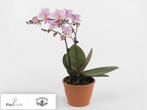 flori/falenopsis-treasure-pink-216290