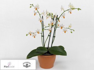 flori/falenopsis-tropic-mini-mark16349