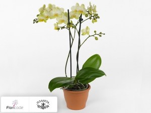 flori/falenopsis-tropic-multi-lemon16389