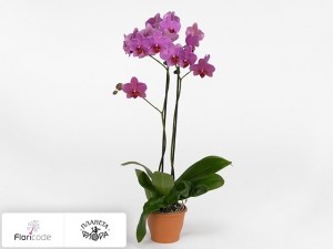 flori/falenopsis-tropic-old-pinky16348