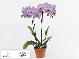 flori/falenopsis-tropic-picotee16626