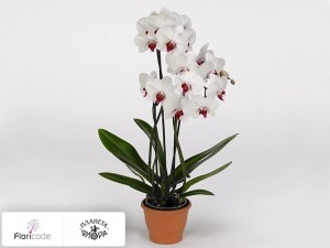 flori/falenopsis-tropic-red-eye16347