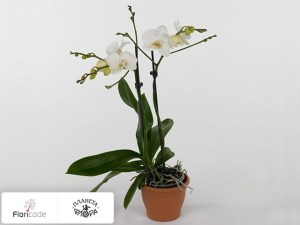 flori/falenopsis-ve-white16289