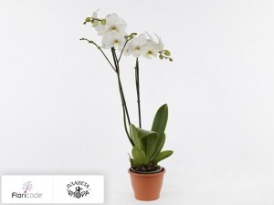 flori/falenopsis-vivion16645