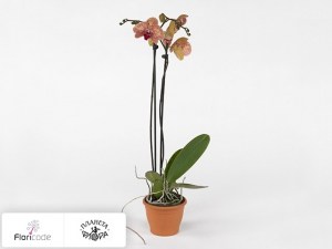 flori/falenopsis-wild-peach16396