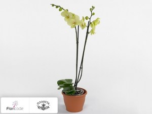 flori/falenopsis-yara16358
