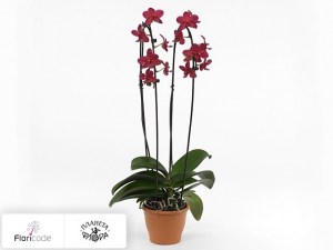 flori/falenopsis-yu-pin-dream-girl-piccolo-red16430