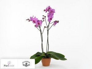 flori/falenopsis-zambezi16320