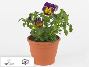 flori/fialka-rogataya-twix-f1-purlpe-gold16994